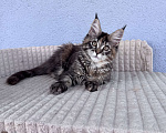 Кошки в Кудрово: Котенок мейн-кун, девочка , шейдед линия, в разведение Девочка, 65 000 руб. - фото 1