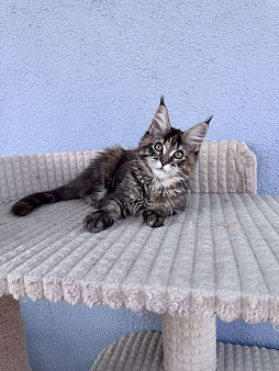 Котенок мейн-кун, девочка , шейдед линия, в разведение