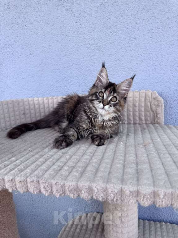 Кошки в Кудрово: Котенок мейн-кун, девочка , шейдед линия, в разведение Девочка, 65 000 руб. - фото 1