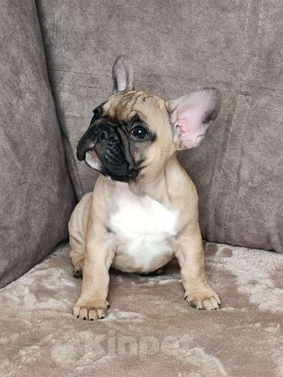Собаки в других городах Воронежской области: Щенок французский бульдог девочка Девочка, 50 000 руб. - фото 4