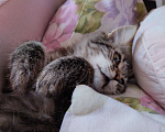 Кошки в Краснодаре:   Отдам котёнка в добрые руки Девочка, Бесплатно - фото 8