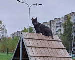 Собаки в Альметьевске: Джини (девочка), порода Малинуа Девочка, Бесплатно - фото 4