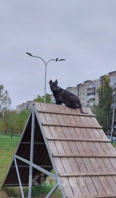 Собаки в Альметьевске: Джини (девочка), порода Малинуа Девочка, Бесплатно - фото 4