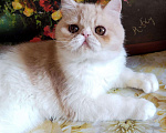 Кошки в Болхове: Персидский котёнок (экзот), 15 000 руб. - фото 3