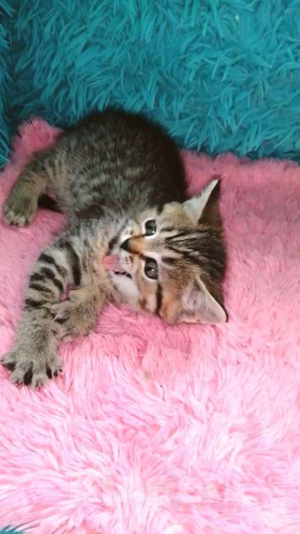 Кошки в Москве: Ш Девочка, 10 000 руб. - фото 3