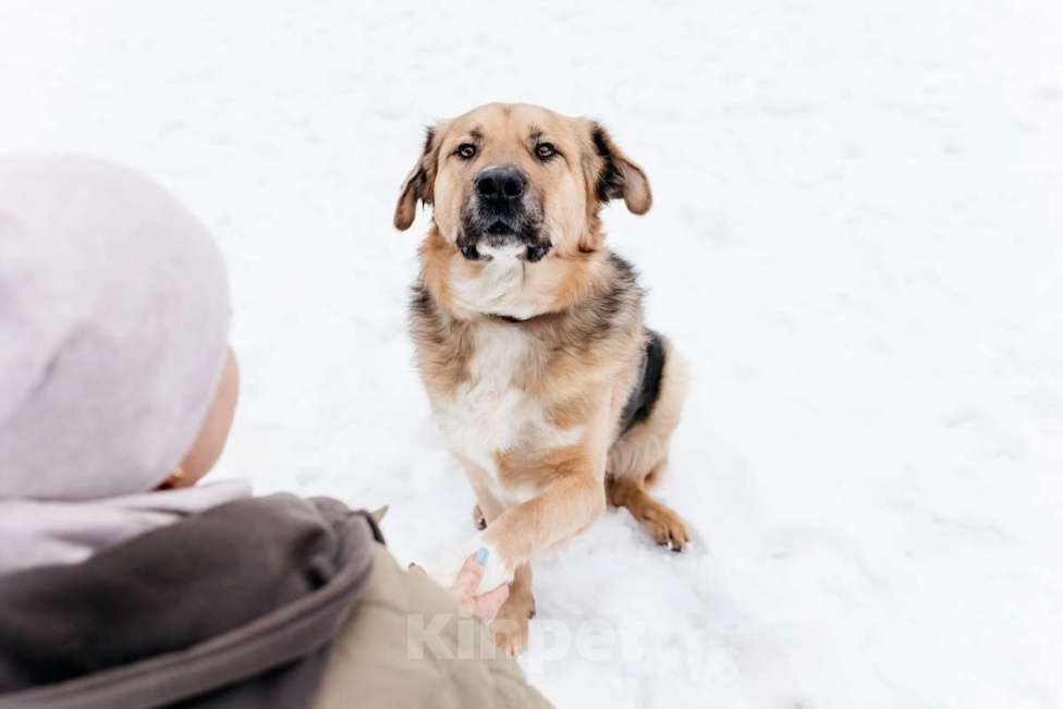 Собаки в Москве: Дынечка - плюшвый мишка в добрые руки! Мальчик, Бесплатно - фото 3