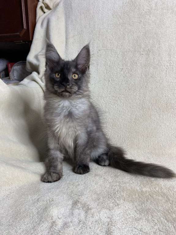 Кошки в Дмитрове: Черный дымчатый мальчик мейн кун Vitas Мальчик, 60 000 руб. - фото 5
