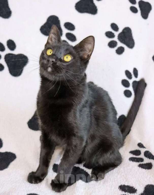 Кошки в Воронеже: Пусик грустит без хозяина Мальчик, 100 руб. - фото 3