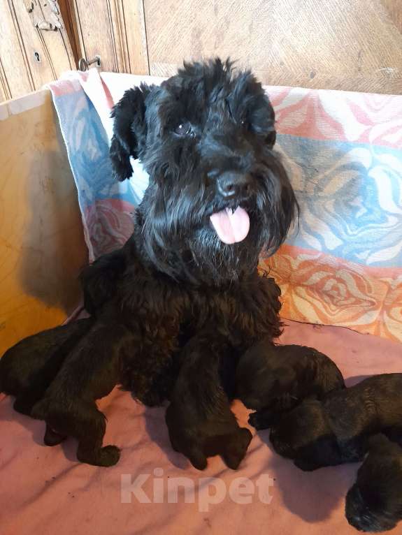 Собаки в Москве: Продам Девочка, 50 000 руб. - фото 3