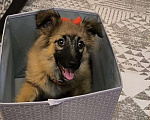 Собаки в Москве: Очаровательный щенок малышка Жужа Девочка, Бесплатно - фото 6