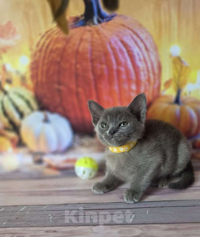 Кошки в других городах Ленинградской области: Бурманские котята Мальчик, 40 000 руб. - фото 5