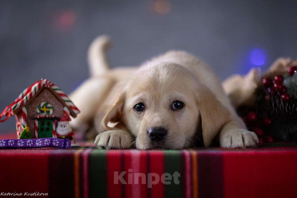 Собаки в Москве: Щенок лабрадора  Девочка, 80 000 руб. - фото 2