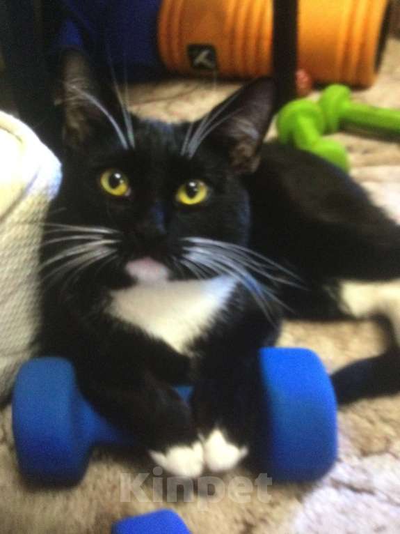 Кошки в Пушкино: Пропал кот Прохор в Заветах Ильича 9 июля Мальчик, 5 000 руб. - фото 2