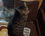Кошки в Москве: Котику Ральфу очень нужен дом Мальчик, Бесплатно - фото 3