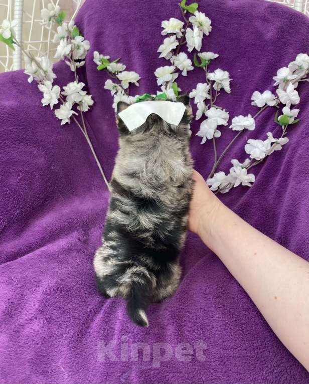 Собаки в Москве: Голубоглазый йорк мальчик мраморный Мальчик, 120 000 руб. - фото 10