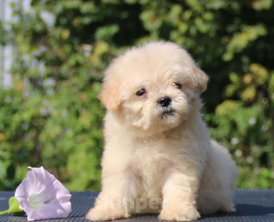 Собаки в Москве: мальтипу  девочки мини и микро Девочка, 120 000 руб. - фото 3