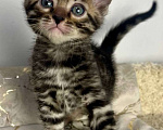 Кошки в Москве: Бенгальский котенок  Мальчик, 50 000 руб. - фото 5