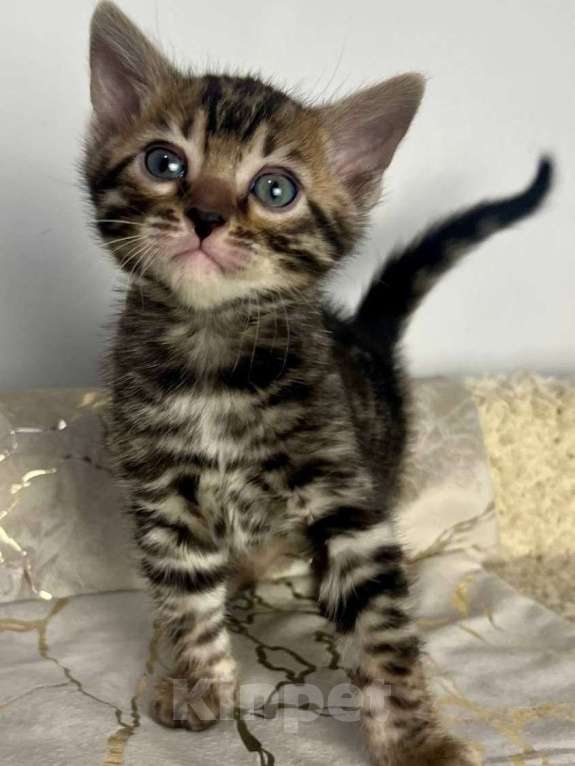 Кошки в Москве: Бенгальский котенок  Мальчик, 50 000 руб. - фото 5
