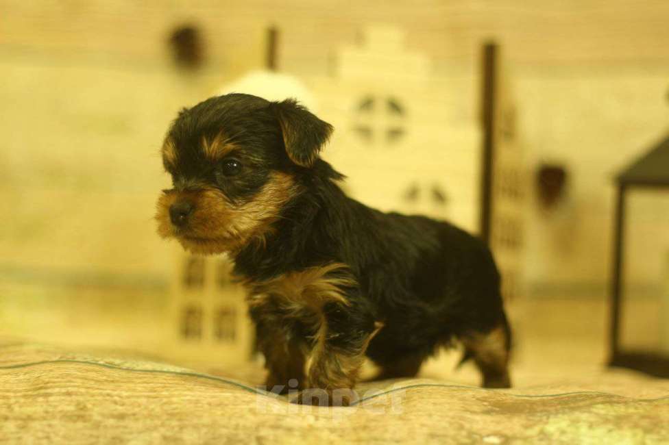 Собаки в Новосибирске: Девочка, лапушка.  Девочка, 40 000 руб. - фото 3