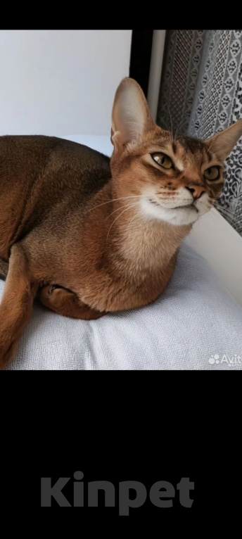 Кошки в Черкесске: Абиссинц Девочка, 20 000 руб. - фото 3