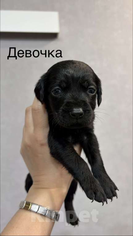 Собаки в Хадыженске: Продам щенят лабрадоров Мальчик, 15 000 руб. - фото 1