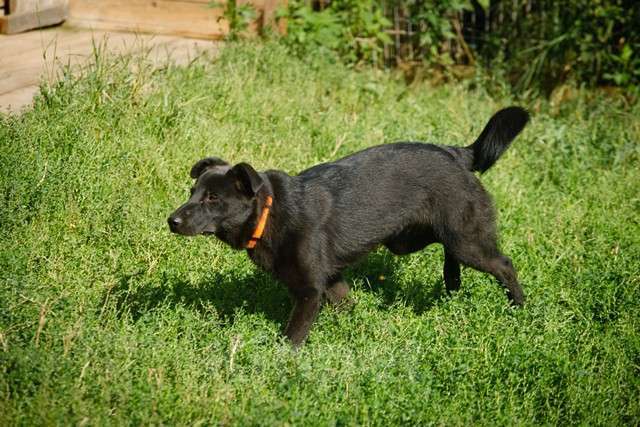 Собаки в Москве: Собака Дочка в добрые руки Девочка, Бесплатно - фото 2