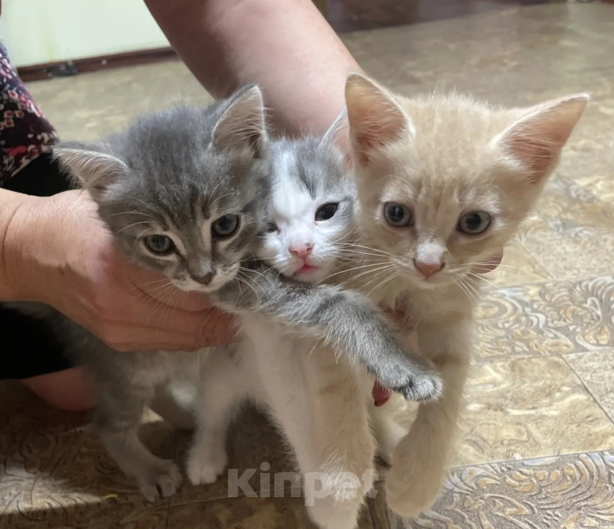 Кошки в Омске: Отдаю котят в добрые руки Разнополые, Бесплатно - фото 4