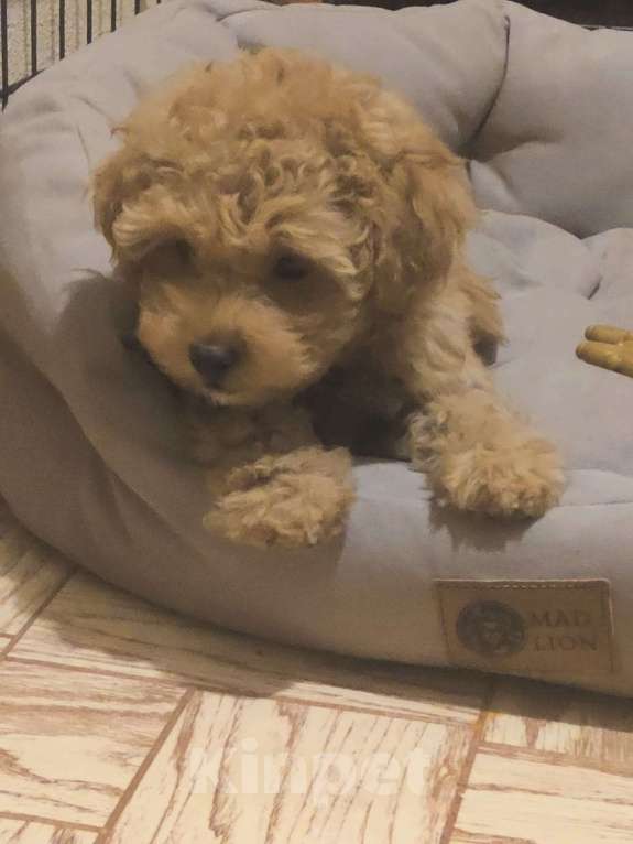 Собаки в Москве: Продажа великолепной собаки Девочка, 55 000 руб. - фото 3