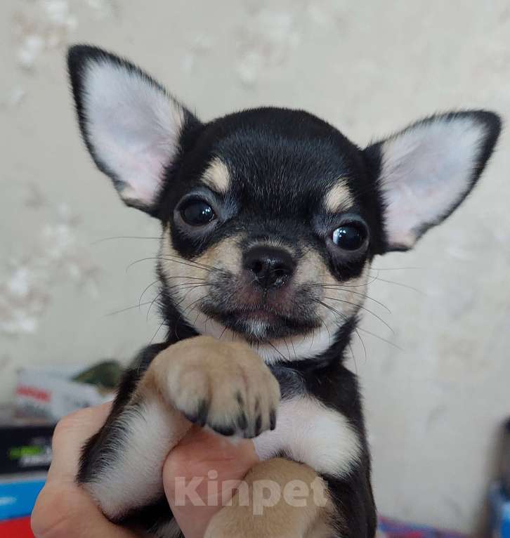 Собаки в Омске: Девочка чихуахуа Девочка, Бесплатно - фото 4