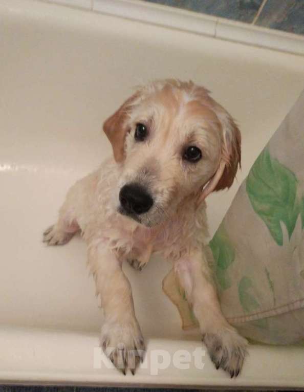 Собаки в Москве: Породистые щенки голден ретривер от российских и международных чемпионов Мальчик, 60 000 руб. - фото 1