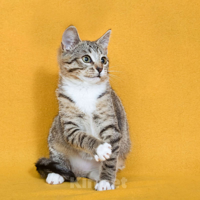 Кошки в других городах Московской области: Шурик - котенок-созерцатель Мальчик, Бесплатно - фото 9