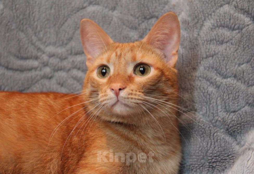 Кошки в Москве: Кот Руди ищет дом! Мальчик, Бесплатно - фото 5