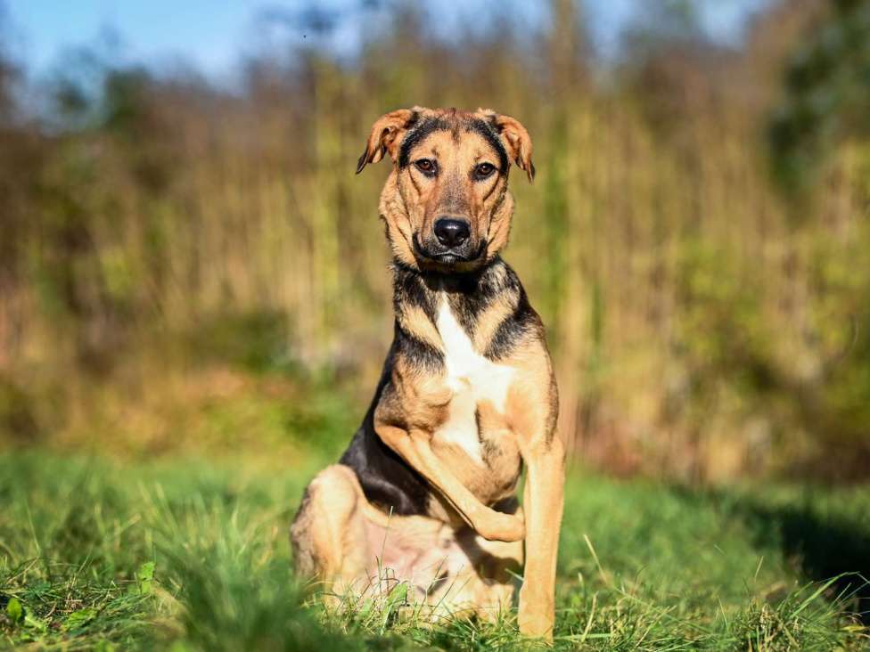 Собаки в Москве: Домашняя собака в добрый руки Мальчик, Бесплатно - фото 4