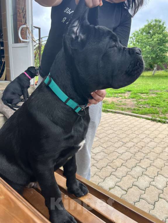 Собаки в Дмитрове: Щенок Кане Корсо Мальчик, 50 000 руб. - фото 6