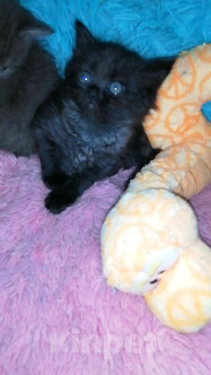 Кошки в Москве: Шотландские котята хайленд  Девочка, 8 000 руб. - фото 8