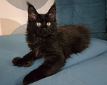 Кошки в Майкопе: Девочка полидакт в шикарной чёрной шубке Девочка, 35 000 руб. - фото 5
