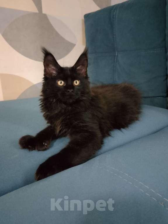 Кошки в Майкопе: Девочка полидакт в шикарной чёрной шубке Девочка, 35 000 руб. - фото 5