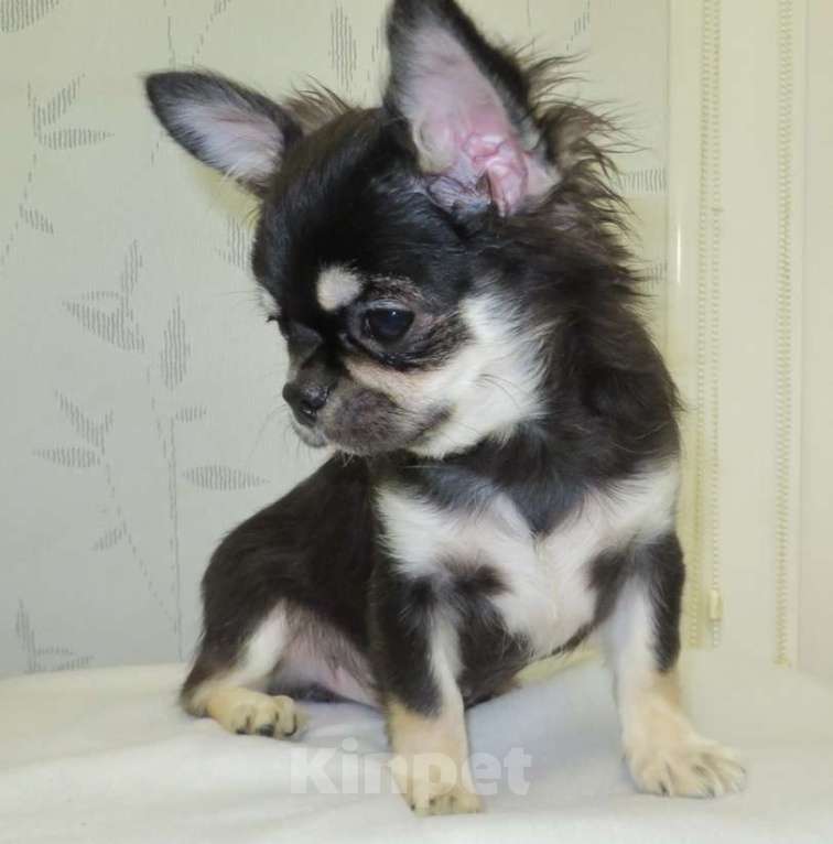 Собаки в Санкт-Петербурге: чихуахуа  мелкий  мальчик ДШ Мальчик, 50 000 руб. - фото 2