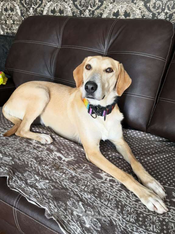 Собаки в Химках: Луна Русская гончая в добрые руки Девочка, Бесплатно - фото 5