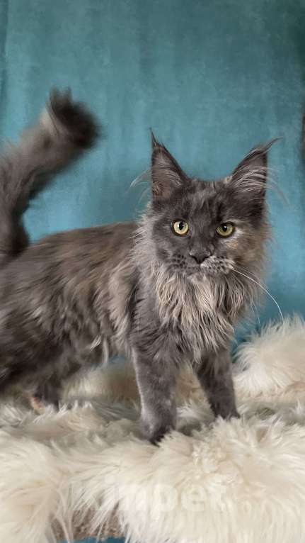 Кошки в других городах Московской области: Котенок мейн-кун Девочка, 30 000 руб. - фото 5