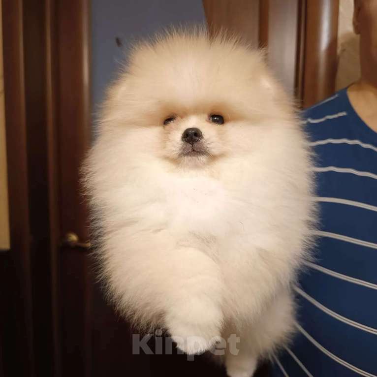 Собаки в Москве: Померанский карликовый шпиц кремового окраса Мальчик, 35 000 руб. - фото 2
