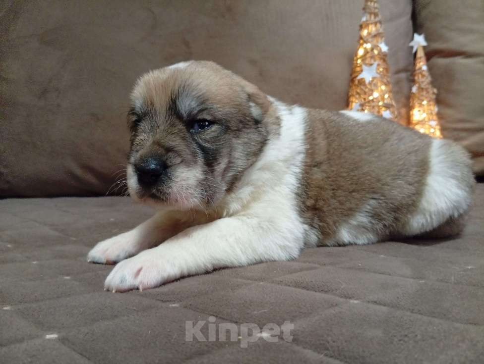 Собаки в Печоре: Щенки САО Девочка, 30 000 руб. - фото 8