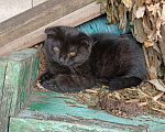 Кошки в Нальчике: Сказочные котята Девочка, Бесплатно - фото 1