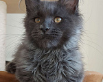 Кошки в Павловском Посаде: Мальчик голубой дым 4 месяца  Мальчик, 25 000 руб. - фото 2