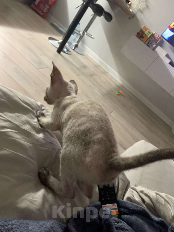 Кошки в Краснодаре: Отдаю в добрые руки сфинкса браш Девочка, Бесплатно - фото 2