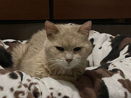 Старая кошечка ищет дом