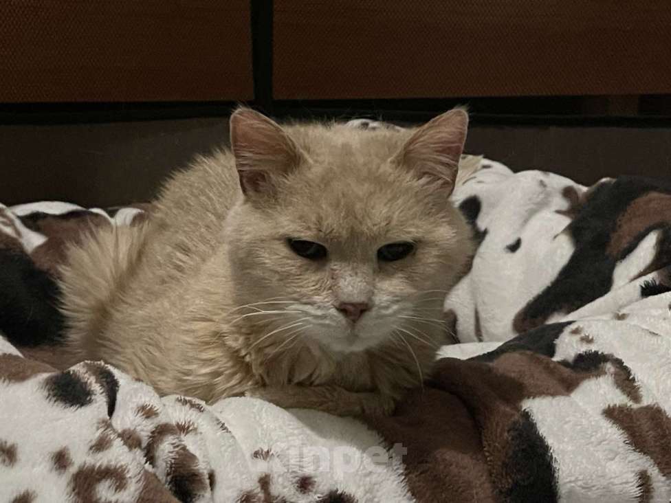 Кошки в Санкт-Петербурге: Старая кошечка ищет дом Девочка, Бесплатно - фото 1