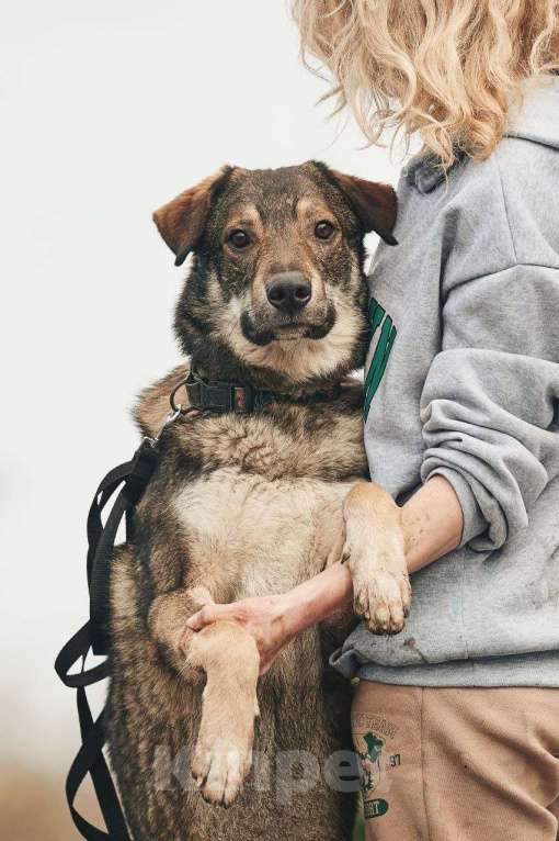 Собаки в Лосином-Петровском: Дарк валентинка в добрые руки Мальчик, Бесплатно - фото 10