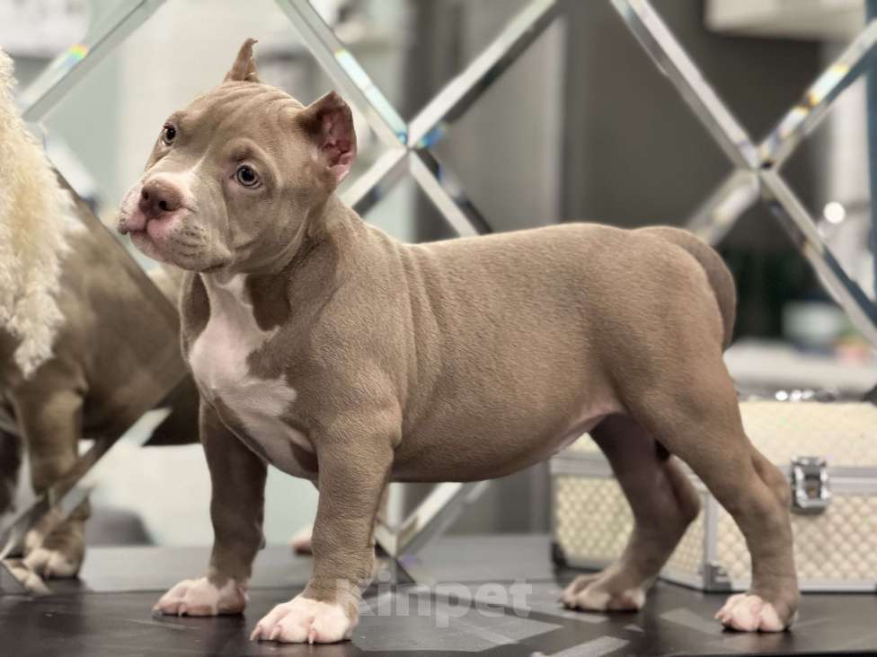 Собаки в Мытищах: Девочка покет шоу формата Девочка, 200 000 руб. - фото 3