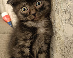Кошки в Кемерово: Вислоухий Мальчик, Бесплатно - фото 1